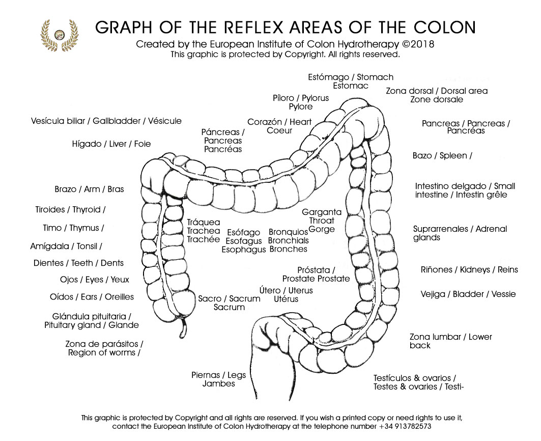 Reflex areas of the colon